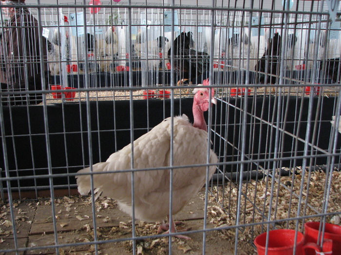 Expozitia Nationala Breaza 2010 093