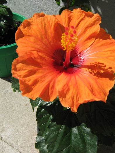 Picture My plants 3998 - Hibiscus Barcelona