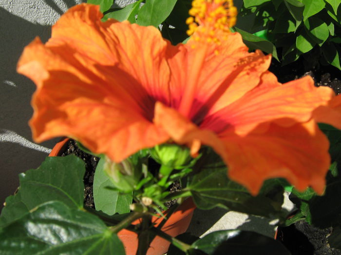 Picture My plants 4001 - Hibiscus Barcelona