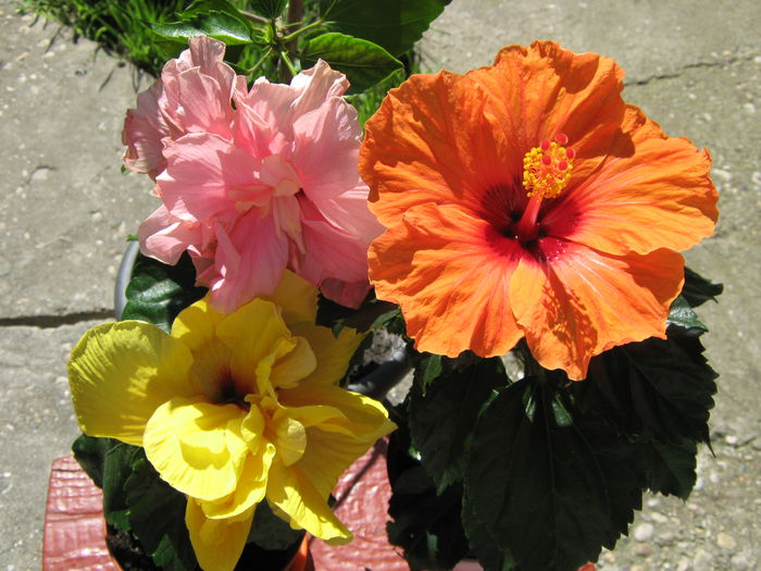 Picture My plants 4037 - Hibiscus Barcelona