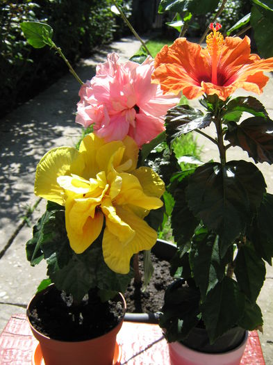 Picture My plants 4038 - Hibiscus Barcelona