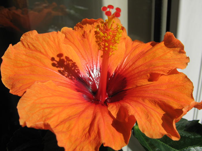 Picture My plants 3991 - Hibiscus Barcelona