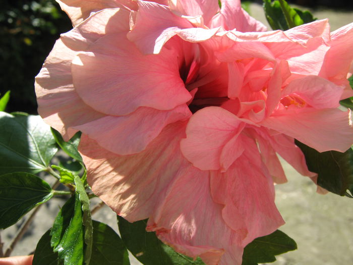 Picture My plants 4010 - Hibiscus Classic Pink