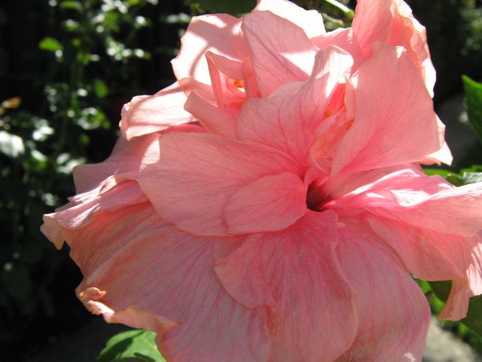 Picture My plants 4011 - Hibiscus Classic Pink