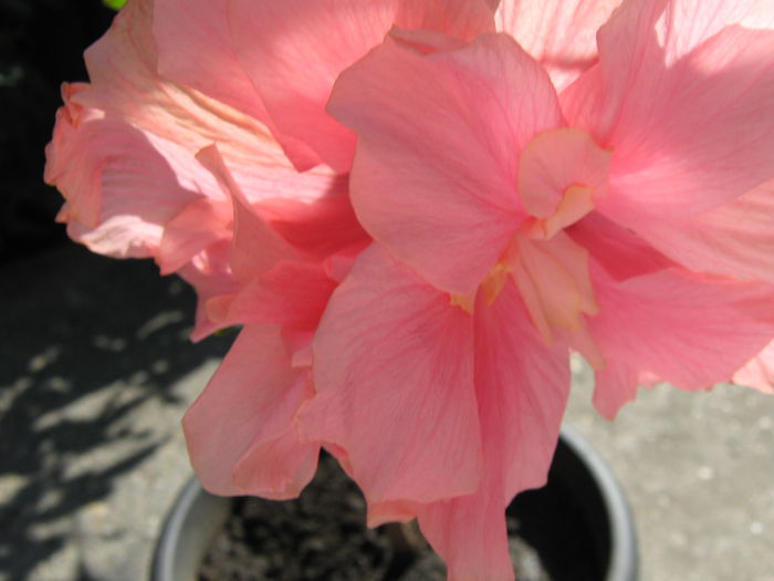 Picture My plants 4015 - Hibiscus Classic Pink