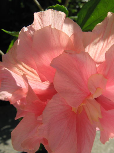 Picture My plants 4014 - Hibiscus Classic Pink