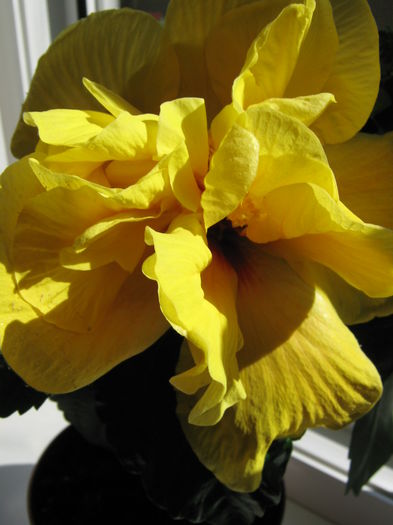 Picture My plants 3993