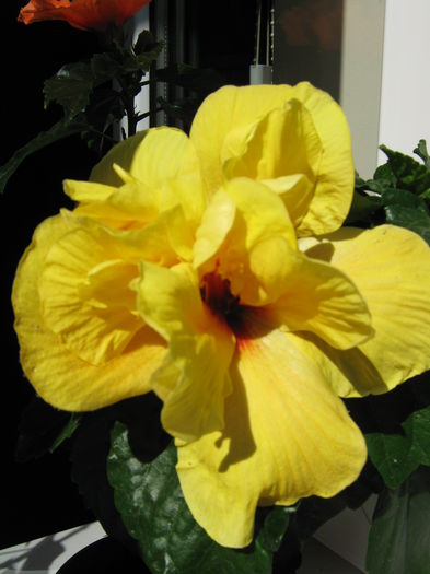 Picture My plants 3996