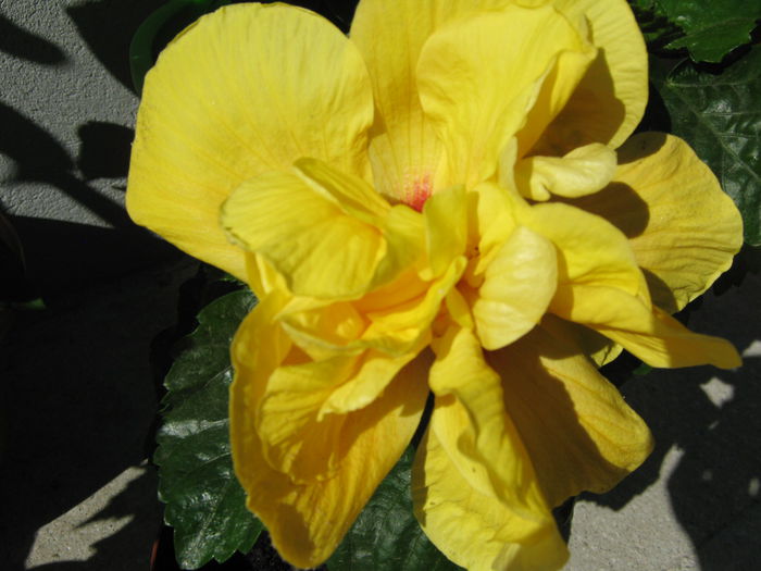 Picture My plants 3999