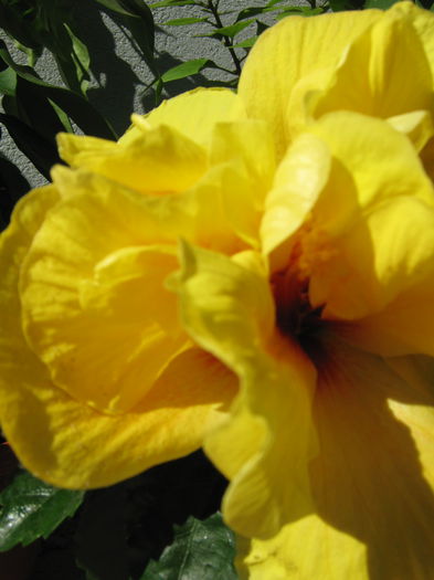 Picture My plants 4002