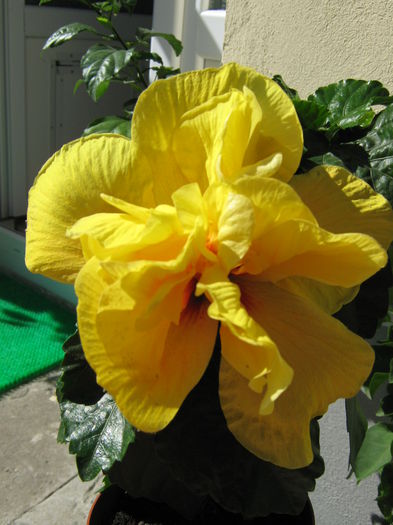 Picture My plants 4004