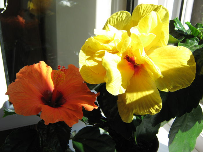 Picture My plants 3990