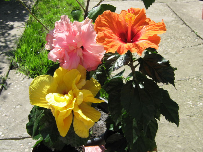 6 iulie 2015 - HIBISCUSI 2015