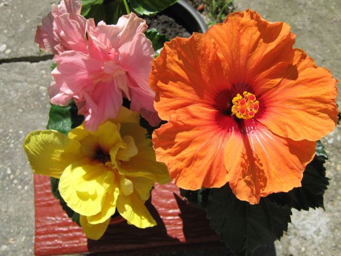 Picture My plants 4036 - HIBISCUSI 2015