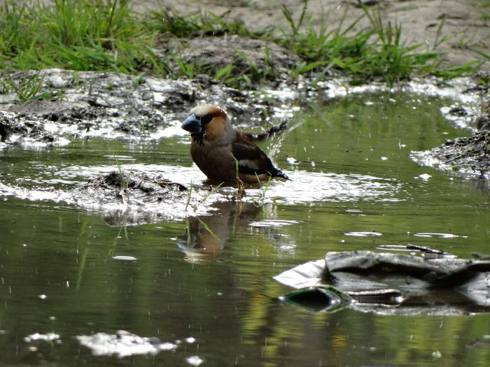 botgrosul balacindu-se - a-vizitatorii gradinii-2015
