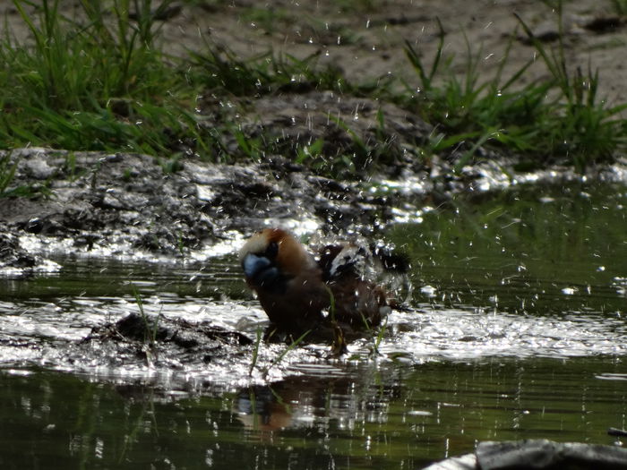 imi plac mult pozele astea - a-vizitatorii gradinii-2015