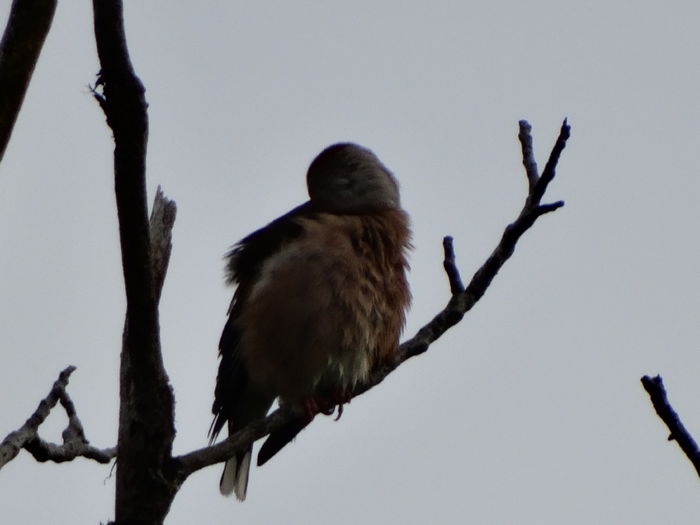 ca si astea cu toaletarea - a-vizitatorii gradinii-2015