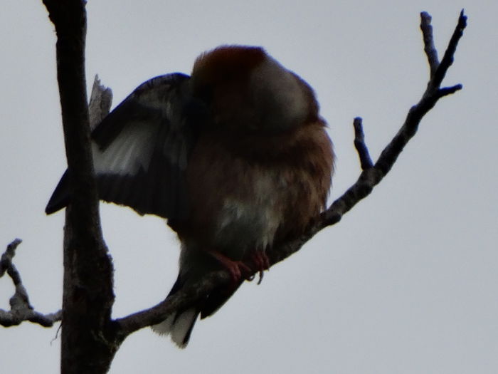 pacat ca era cam departe - a-vizitatorii gradinii-2015