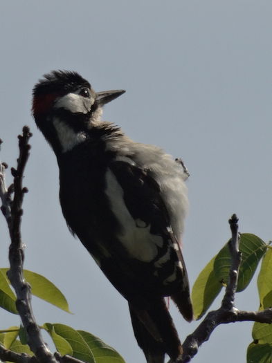 o ciocanitoare- de gradina -cred - a-vizitatorii gradinii-2015