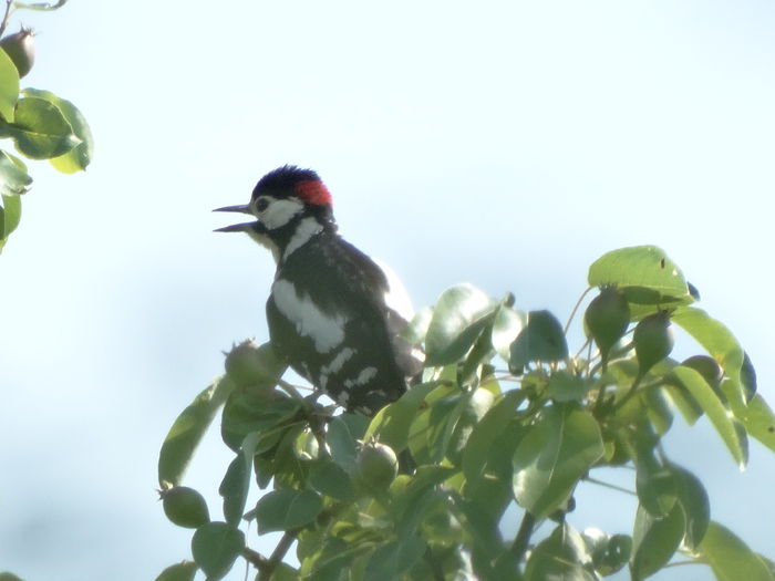 tot ea - a-vizitatorii gradinii-2015