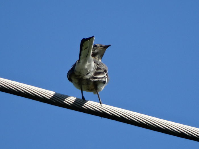 seamana cu o codobatura alba dar n-are scufita neagra - a-vizitatorii gradinii-2015