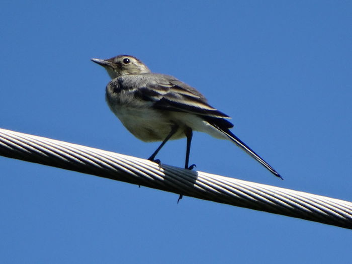 e un pui de codobatura - a-vizitatorii gradinii-2015