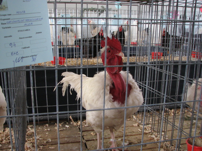 Expozitia Nationala Breaza 2010 095
