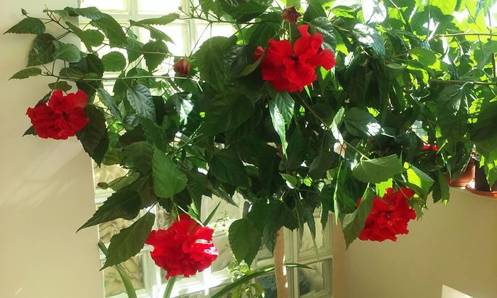 11665586_1166989399993292_2941224839741147286_n - flori 2015