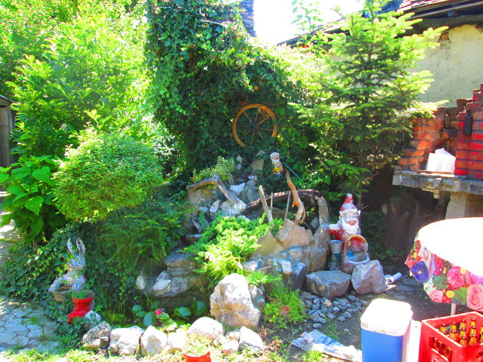 IMG_3998 - MY litlle garden 2015