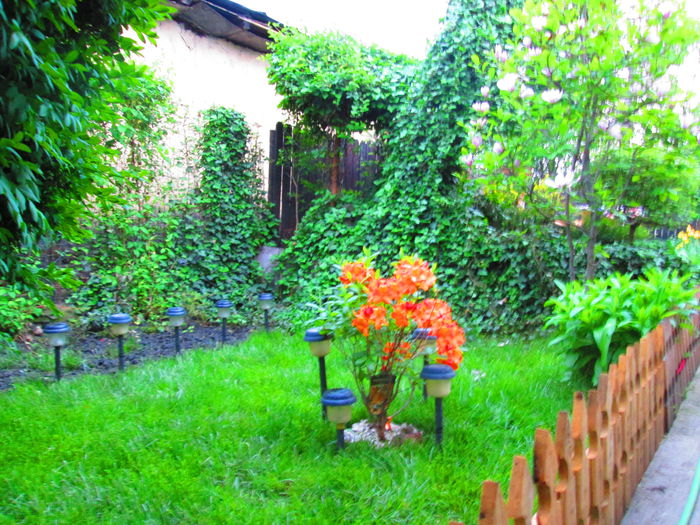 IMG_3640 - MY litlle garden 2015