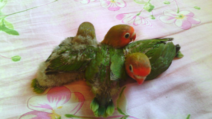 IMG_20150706_084817 - Pui agapornis