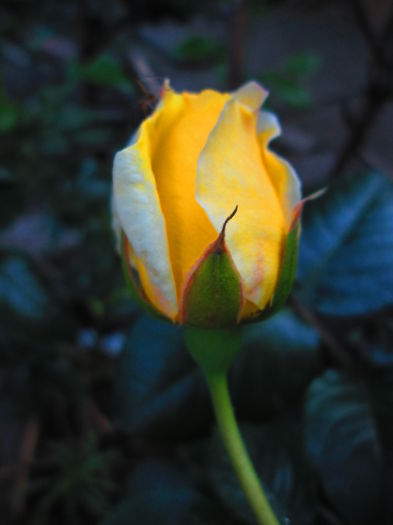 IMG_3694 - FLOWERS 2015