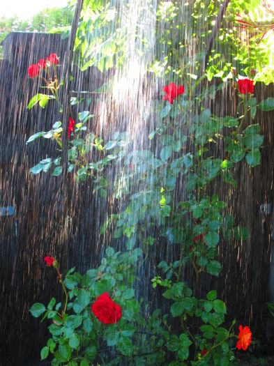 IMG_3696 - FLOWERS 2015