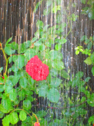 IMG_3697 - FLOWERS 2015