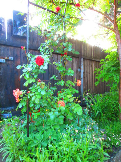 IMG_3698 - FLOWERS 2015