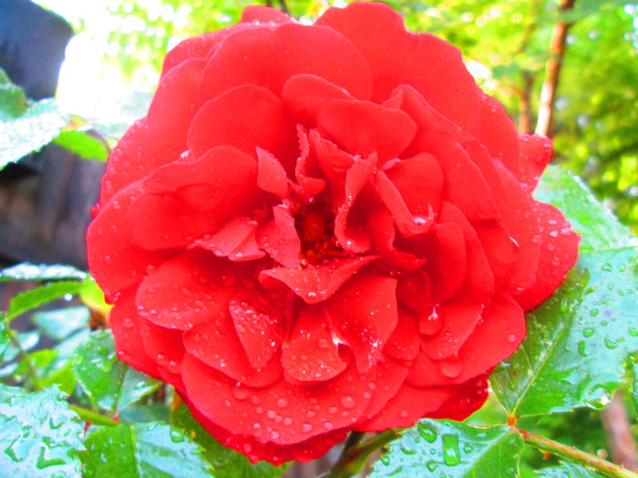 IMG_3699 - FLOWERS 2015