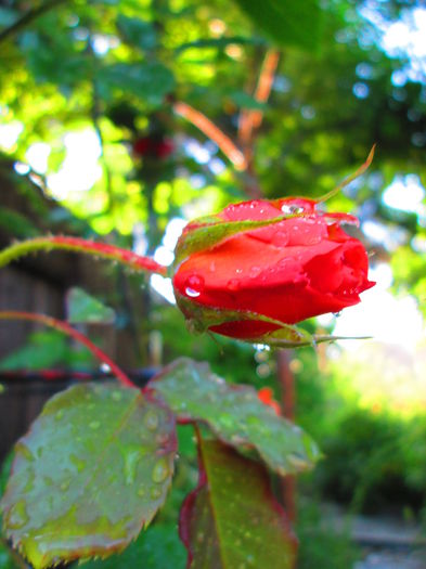 IMG_3700 - FLOWERS 2015