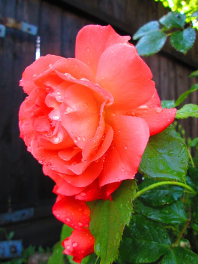 IMG_3701 - FLOWERS 2015