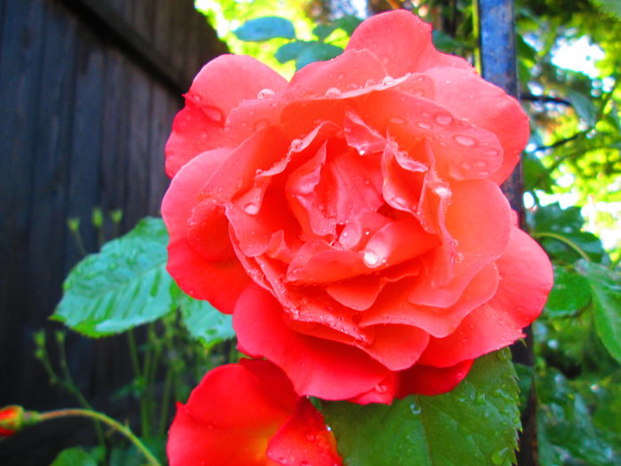 IMG_3702 - FLOWERS 2015