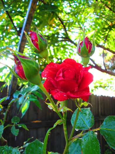 IMG_3704 - FLOWERS 2015