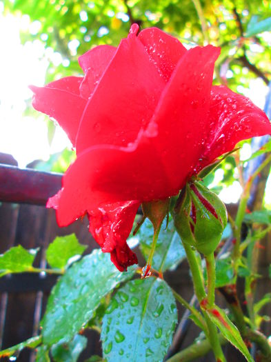 IMG_3705 - FLOWERS 2015