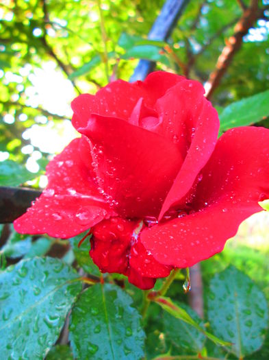 IMG_3706 - FLOWERS 2015