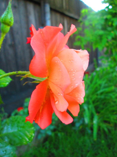 IMG_3707 - FLOWERS 2015