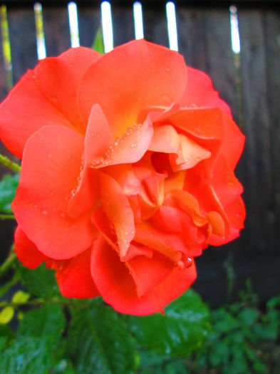 IMG_3708 - FLOWERS 2015