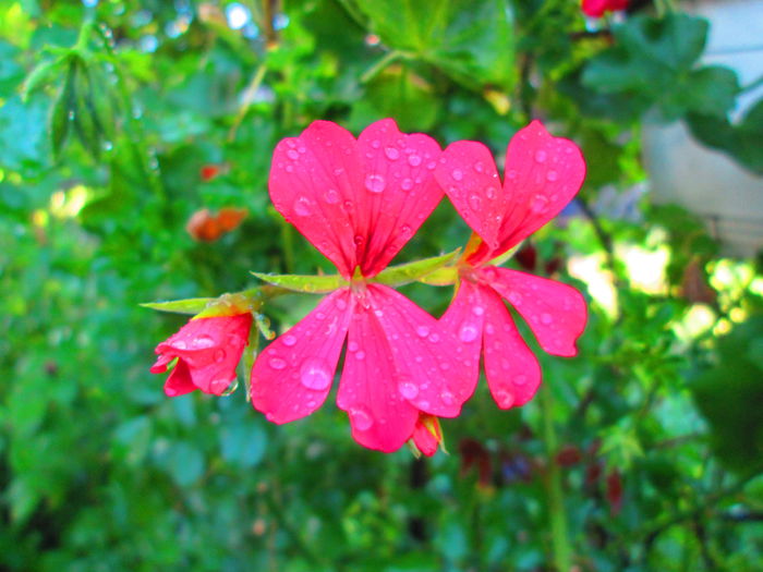 IMG_3710 - FLOWERS 2015