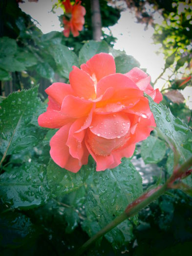 IMG_3719 - FLOWERS 2015