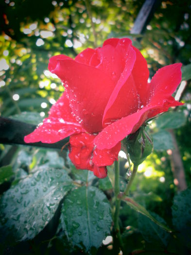 IMG_3720 - FLOWERS 2015