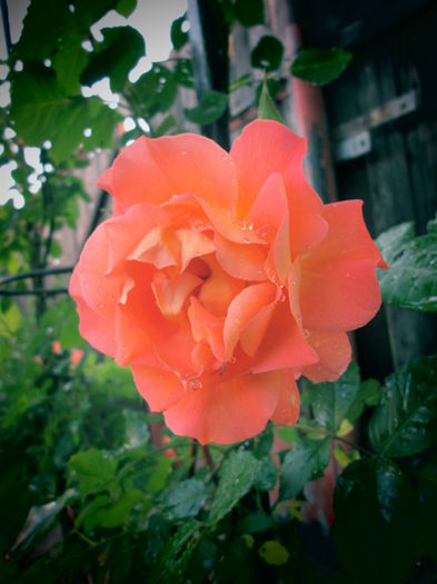 IMG_3723 - FLOWERS 2015
