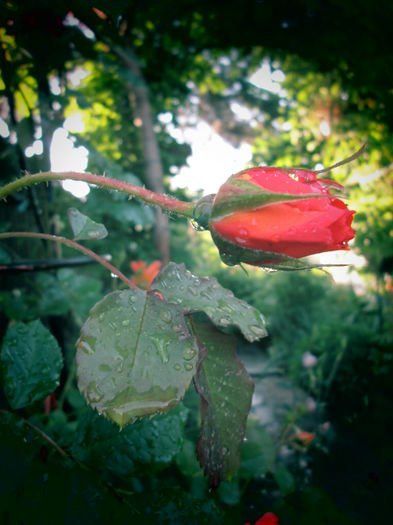 IMG_3724 - FLOWERS 2015