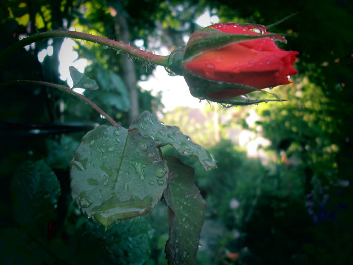 IMG_3725 - FLOWERS 2015